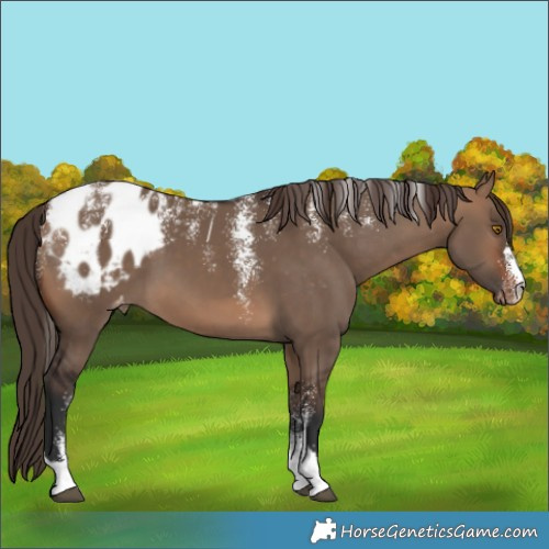 Horse Color:Powder White Brown Dun Blanket 