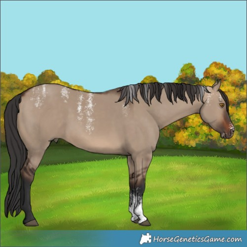 Horse Color:Powder White Brown Dun 