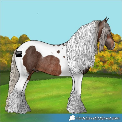 Horse Color:Gray Silver Bay Tobiano Varnish Rabicano