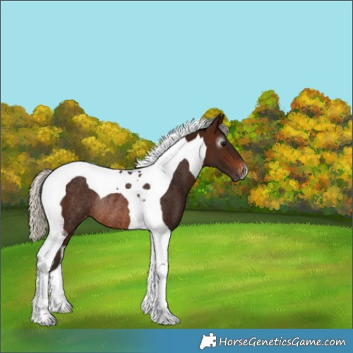 Horse Color:Gray Silver Bay Tobiano Appaloosa Rabicano