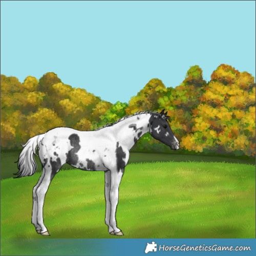 Horse Color:White Spotted Black Tobiano Appaloosa Rabicano 