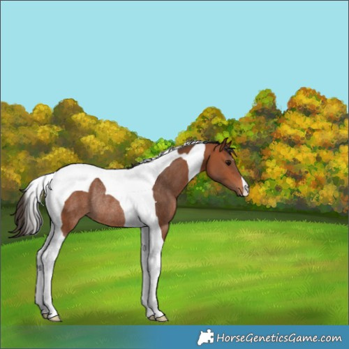 Horse Color:Bay Tobiano Rabicano 