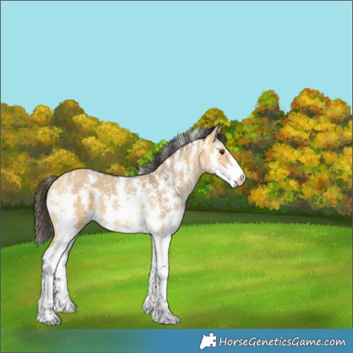 Horse Color:Buckskin Dun Sabino 