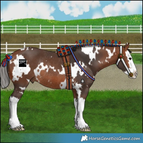 Horse Color:White Spotted Bay Splash Rabicano 