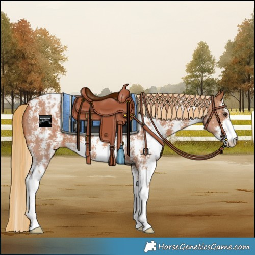 Horse Color:Chestnut Sabino Varnish 