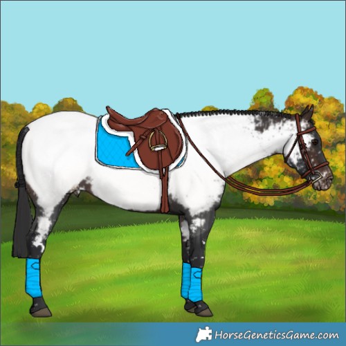 Horse Color:White Spotted Brown Near Fewspot 