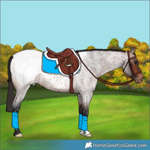 Horse Color:Brown Roan Appaloosa