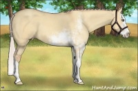 Horse Color:Silver Amber Champagne Dun Sabino Splash 