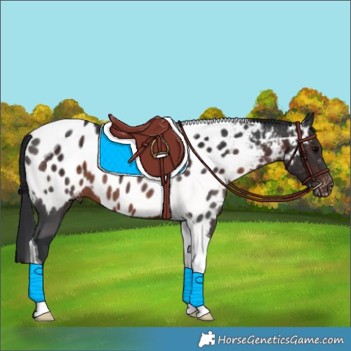 Horse Color:Brown Tobiano Blanket 