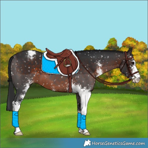 Horse Color:Brown Sabino Appaloosa 
