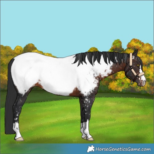 Horse Color:Brown Appaloosa