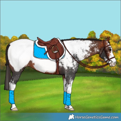Horse Color:Bay Sabino Appaloosa
