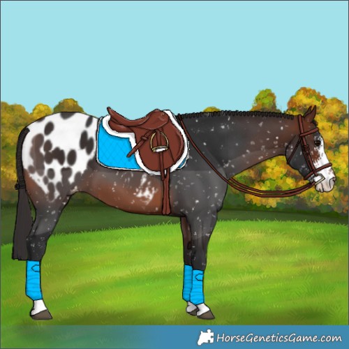 Horse Color:Brown Sabino Appaloosa