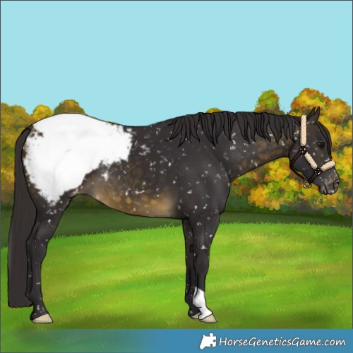 Horse Color:Buckskin Appaloosa 