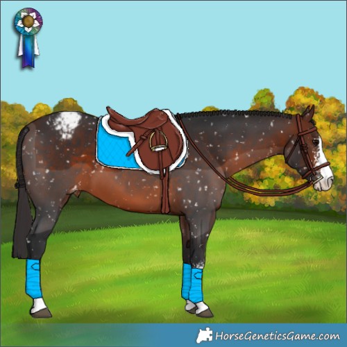 Horse Color:Brown Sabino Appaloosa