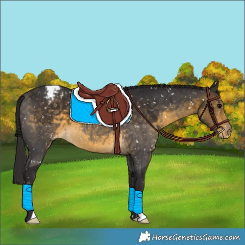 Horse Color:Buckskin Snowflake Varnish