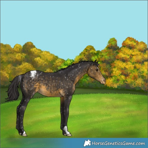 Horse Color:Buckskin Appaloosa
