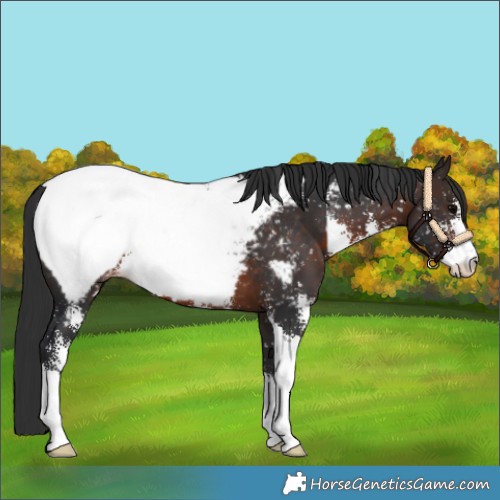 Horse Color:Brown Sabino Appaloosa