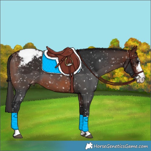 Horse Color:Brown Sabino Appaloosa