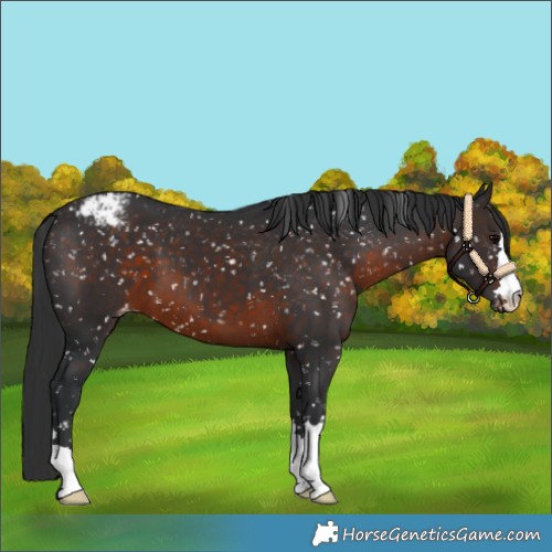 Horse Color:Brown Snowflake Varnish