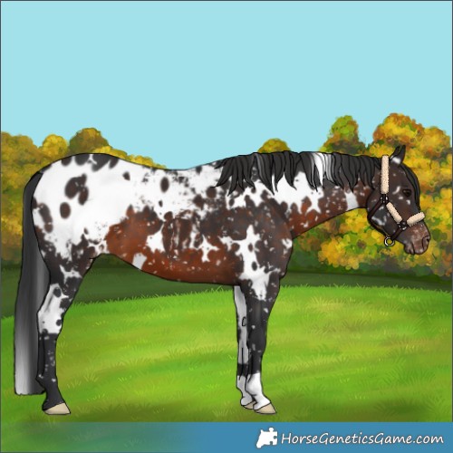 Horse Color:White Spotted Brown Blanket 