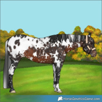 Horse Color:White Spotted Brown Blanket