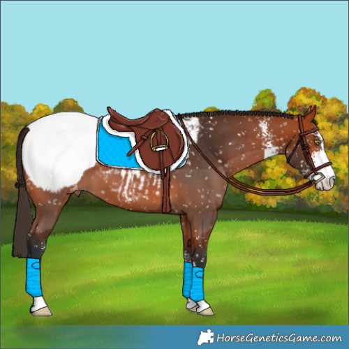 Horse Color:Bay Sabino Snowcap