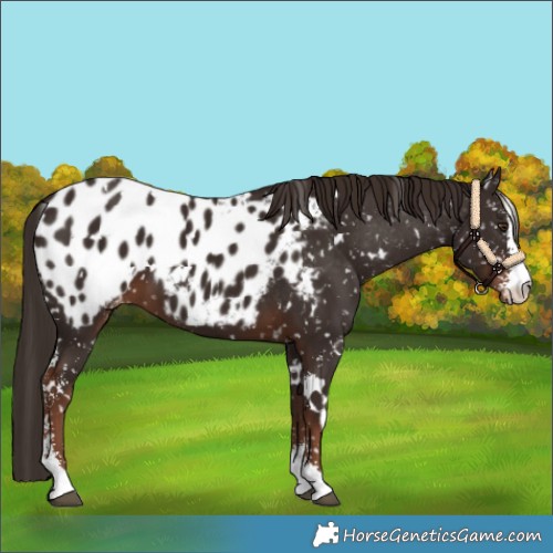 Horse Color:White Spotted Liver Chestnut Sabino Blanket 