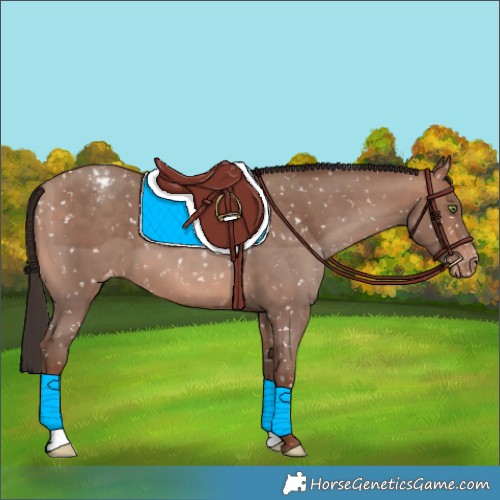 Horse Color:Sable Champagne Appaloosa 
