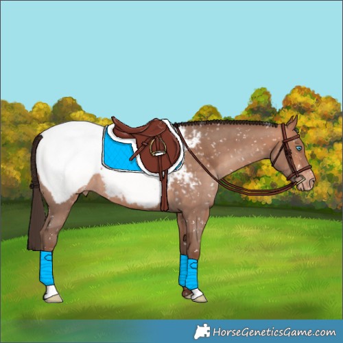 Horse Color:Amber Champagne Snowcap