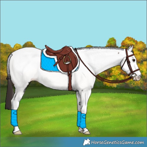 Horse Color:Bay Fewspot