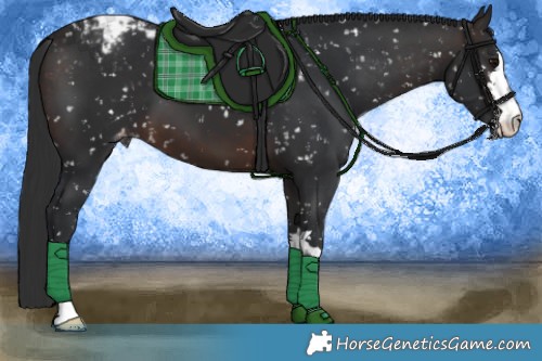 Horse Color:Brown Snowflake Varnish