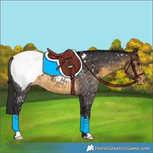 Horse Color:Buckskin Snowcap 