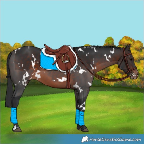 Horse Color:White Spotted Brown Varnish 