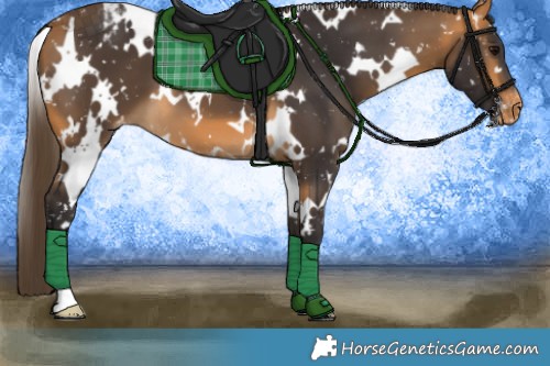 Horse Color:White Spotted Buckskin Snowflake Varnish