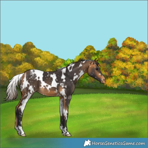 Horse Color:White Spotted Buckskin Appaloosa 