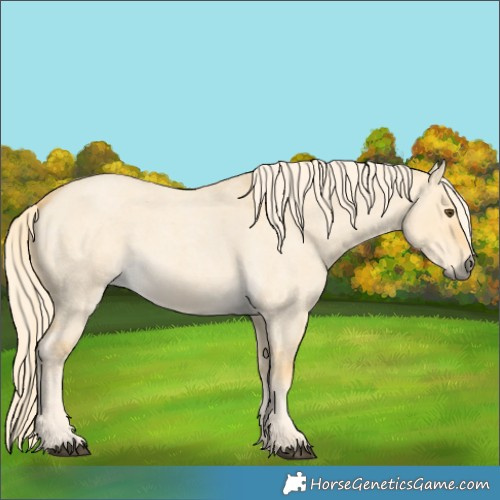 Horse Color:Palomino Roan Dun 