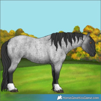 Horse Color:Blue Roan