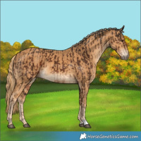 Horse Color:Liver Chestnut and Chestnut