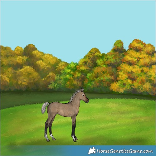 Horse Color:Gray Silver Brown Dun Tobiano 