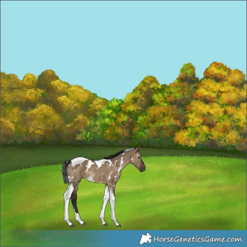 Horse Color:Gray White Spotted Brown Dun Tobiano