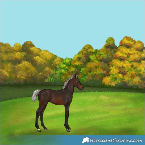 Horse Color:Gray Silver Brown