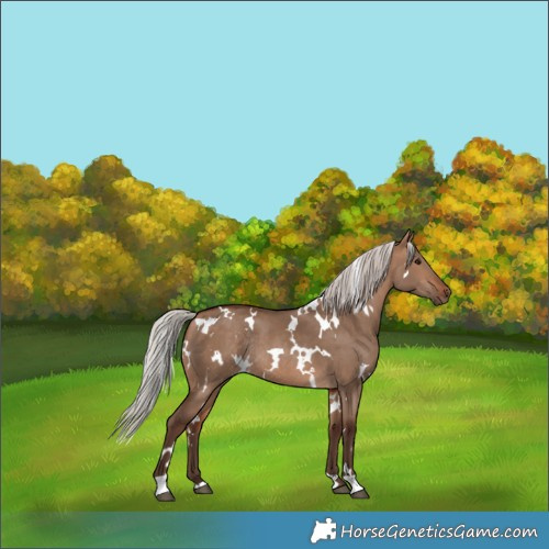 Horse Color:White Spotted Silver Bay Dun Rabicano 