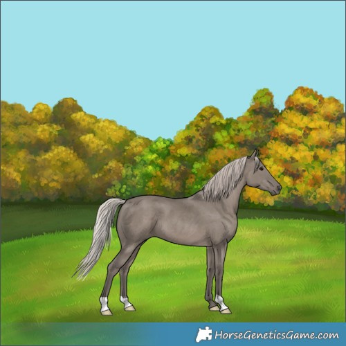 Horse Color:Silver Grullo