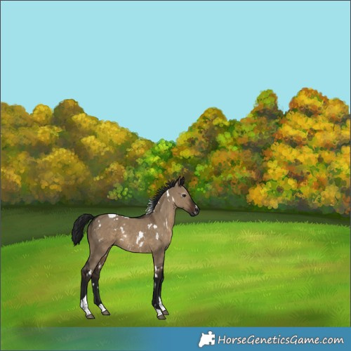 Horse Color:Gray White Spotted Brown Dun Tobiano
