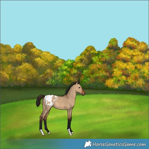 Horse Color:Gray Bay Dun Appaloosa 