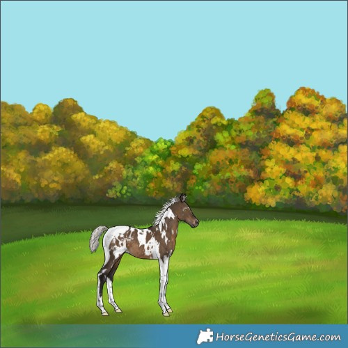 Horse Color:Gray White Spotted Silver Brown Dun Tobiano Appaloosa 