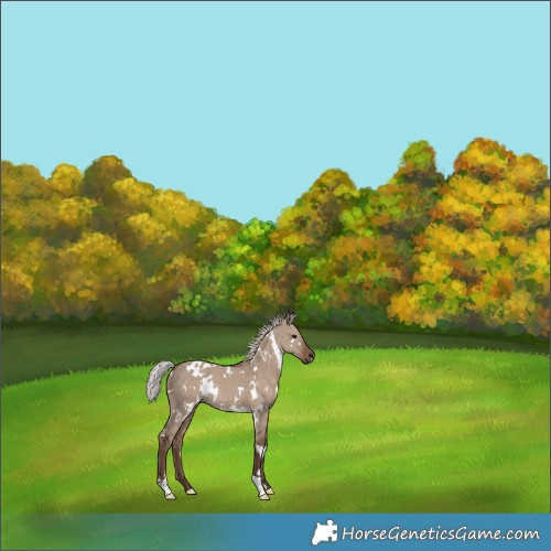 Horse Color:White Spotted Silver Grullo 