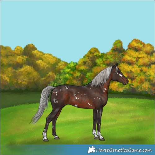 Horse Color:White Spotted Silver Brown Tobiano