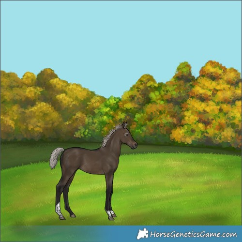 Horse Color:Gray Silver Brown Dun Tobiano 